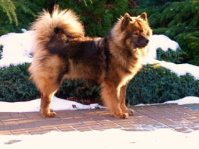 Amy vom Hochzeitswald