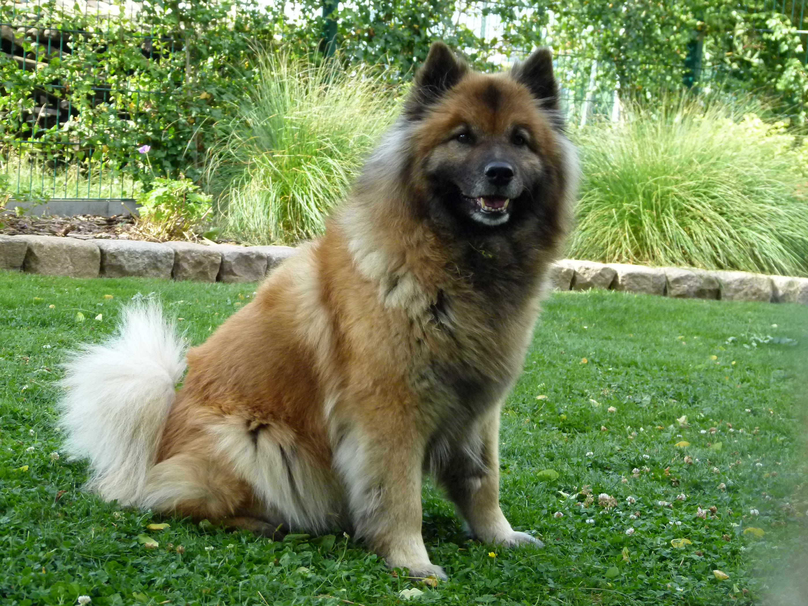 Luna vom Hochzeitswald