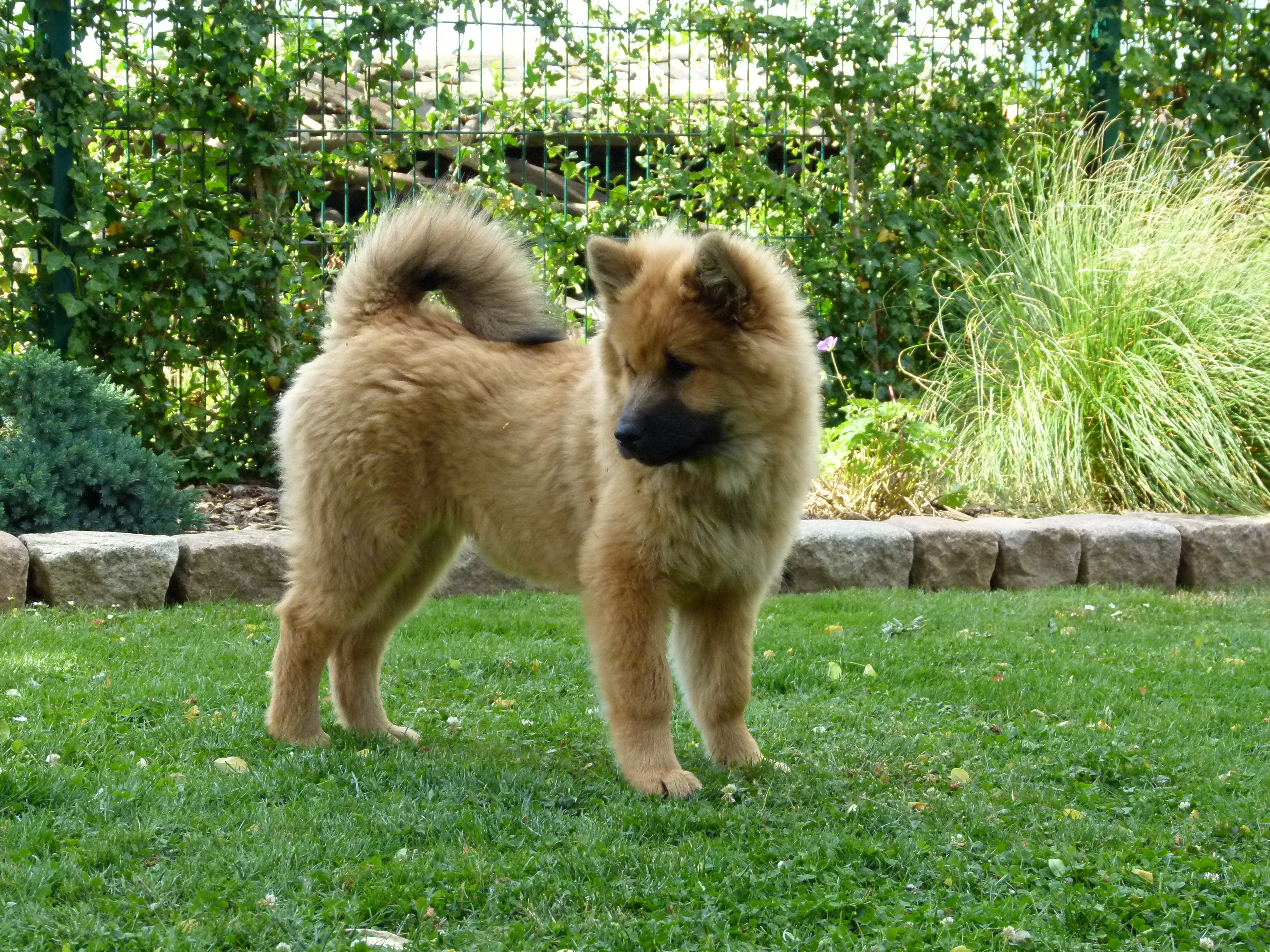Tamina von der Wolfsangel