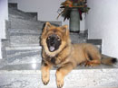 Bild 41