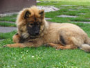 Bild 43