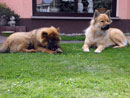 Bild 49