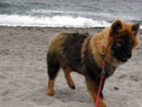 Bild 52