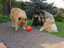 Bild 64