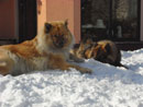Bild 81