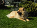 Bild 91