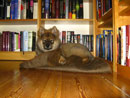 Bild 41